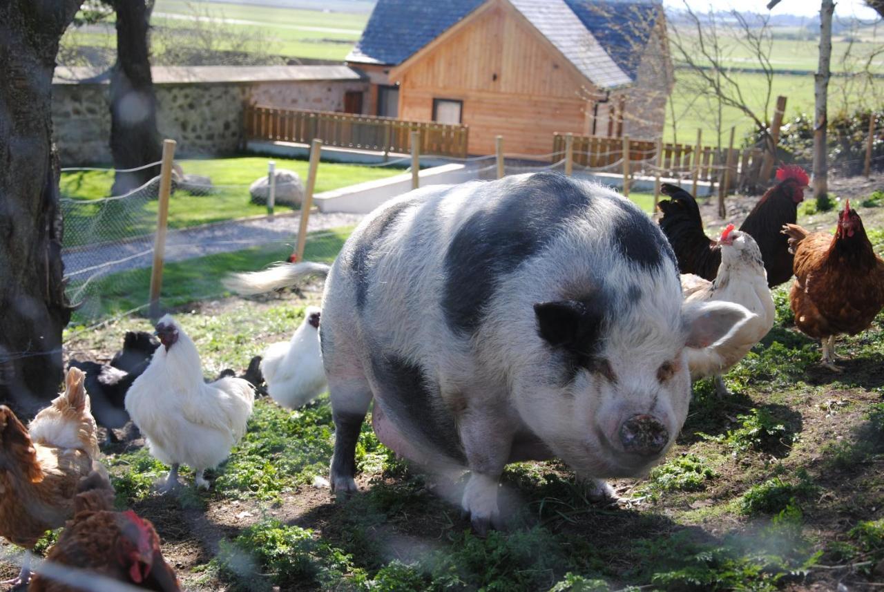 Hotel Delny Glamping And Farm Animals Invergordon Esterno foto